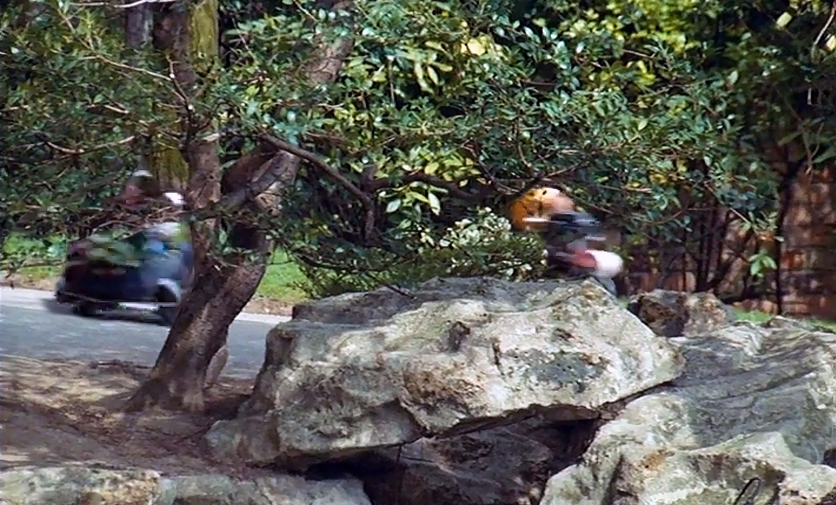 Paysage rocheux dans les Jardins du Trocadéro, dans le film Trocadéro Bleu Citron (1978).
